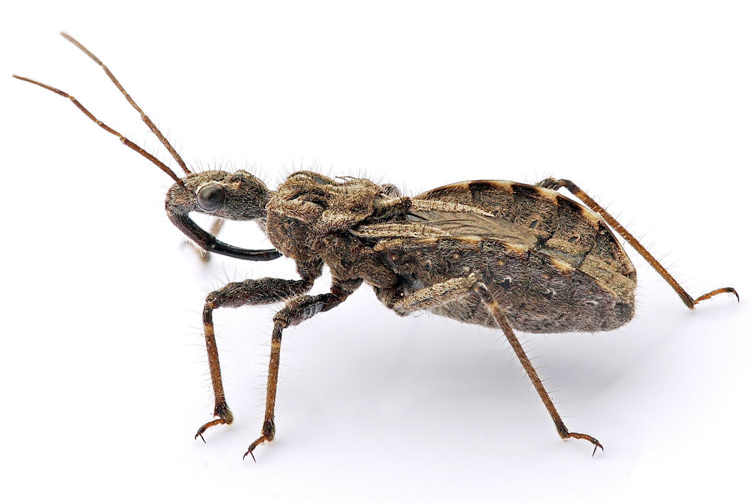 assassin_bug_aug08_02.jpg