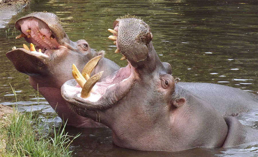 hippo-teeth.jpg