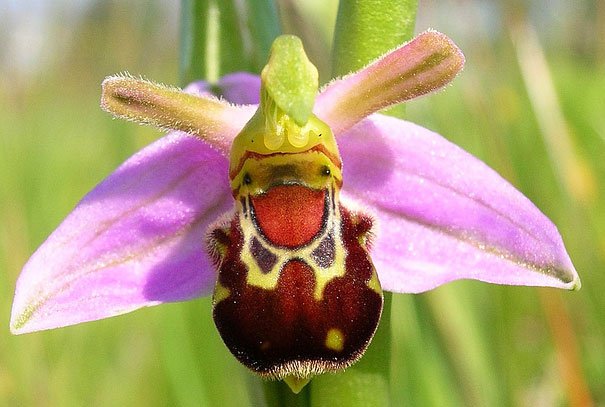 ophrys-bomybliflora.jpg