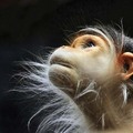 Különleges hangulatú fotósorozat a majmok gesztusairól