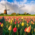 Keukenhof, a világ legnagyobb virágoskertje