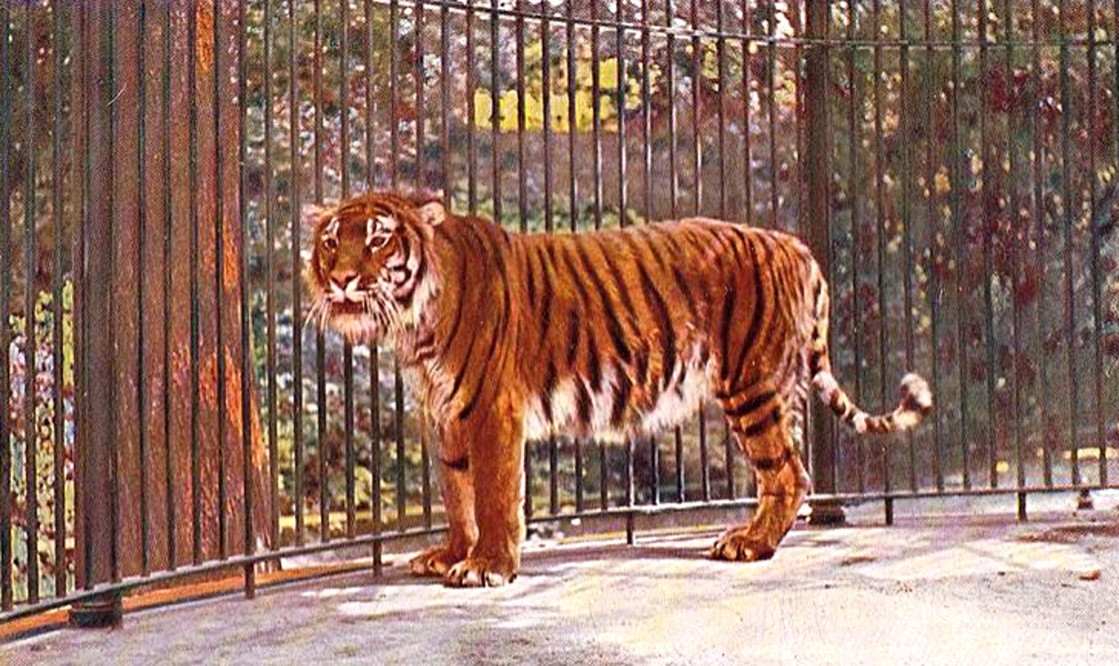 Caspian tiger, early colour postcard.jpg