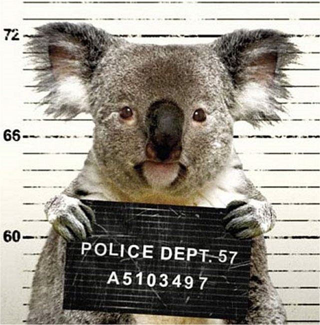 Koala-Fingerprints.jpg