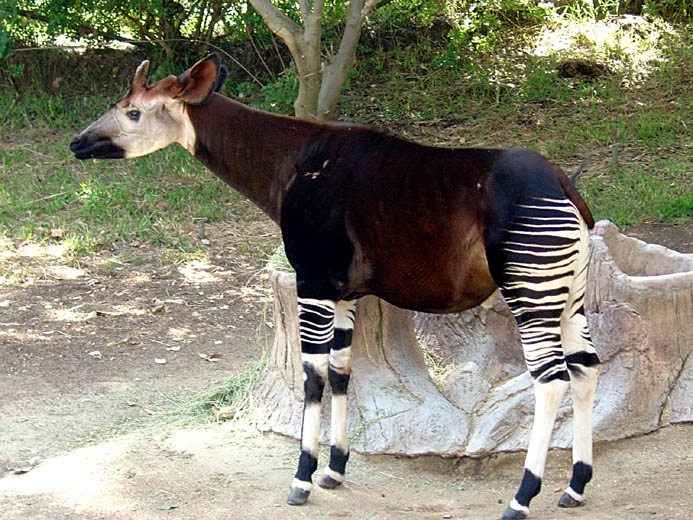 Okapi.jpg