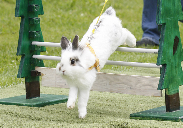 Rommerz+Rabbit+Hopping+Competition+O3n4iHSMR0Cl.jpg