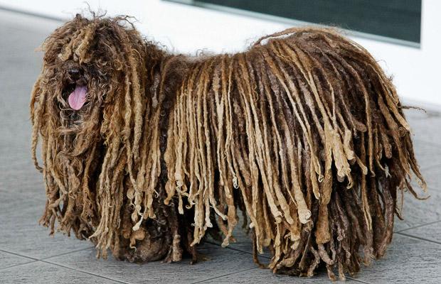 The-Hungarian-Puli.jpg