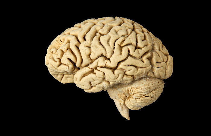 mxcp33-human-brain.jpg