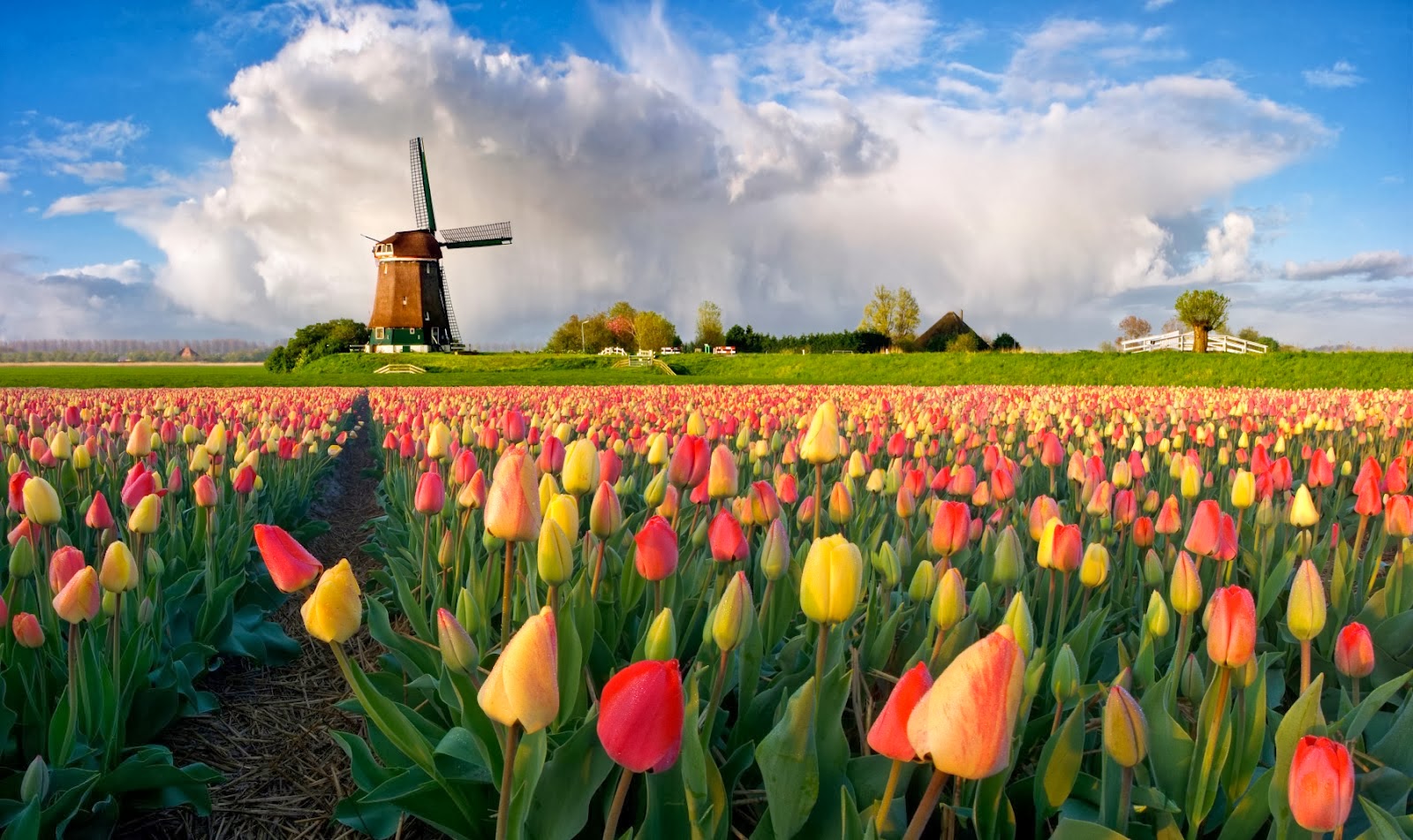 mxcpkeukenhof-amsterdam.jpg