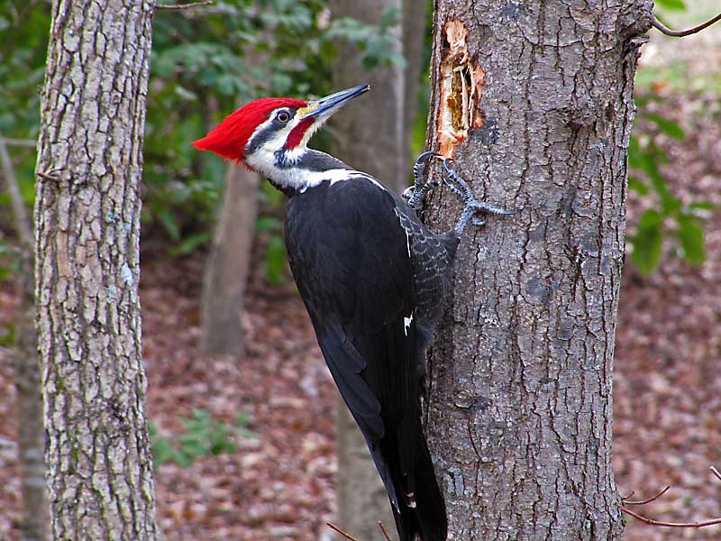 mxcppileated-woodpecker-05.jpg