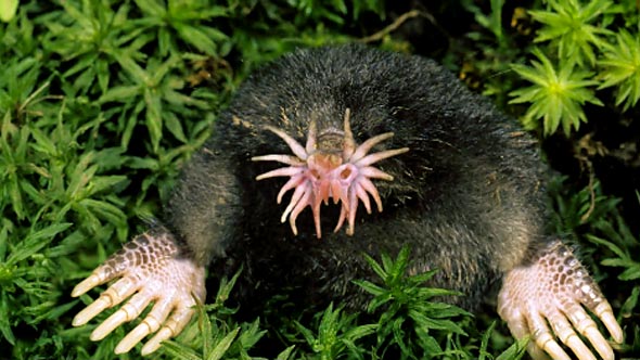 star-nosed-mole_0.jpg