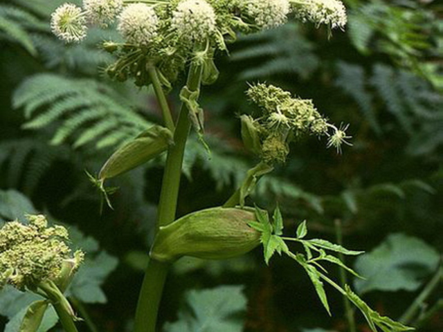 Ehető vadnövények 9. rész - Erdei angyalgyökér (Angelica sylvestris) - zellerféle