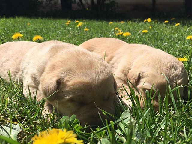 Future's hunters #labrador #labradorretriever #puppy #hunt #hunter #hunting #huntingdogs #erdozugas #mik #yolo #ikozosseg #hunstagram #vadasz #vadászat #kutya #dog #dogs #dogslife #dogstargram