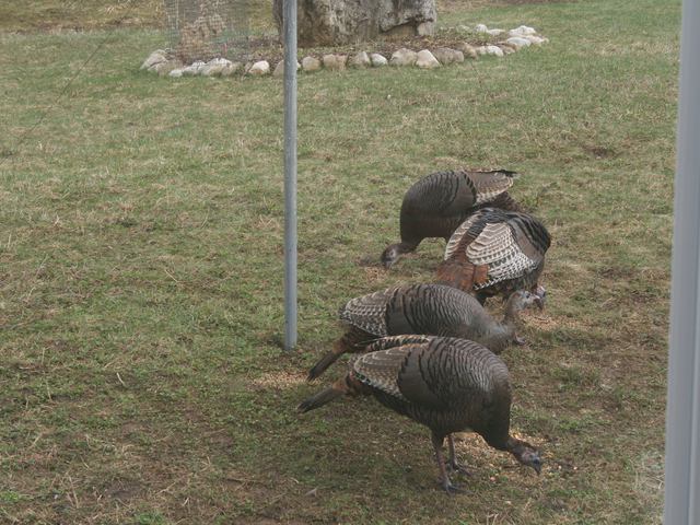 A vadpulyka (Meleagris gallopavo)