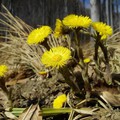 Ehető vadnövények 2. rész - Martilapu (Tussilago farfara) - őszirózsaféle