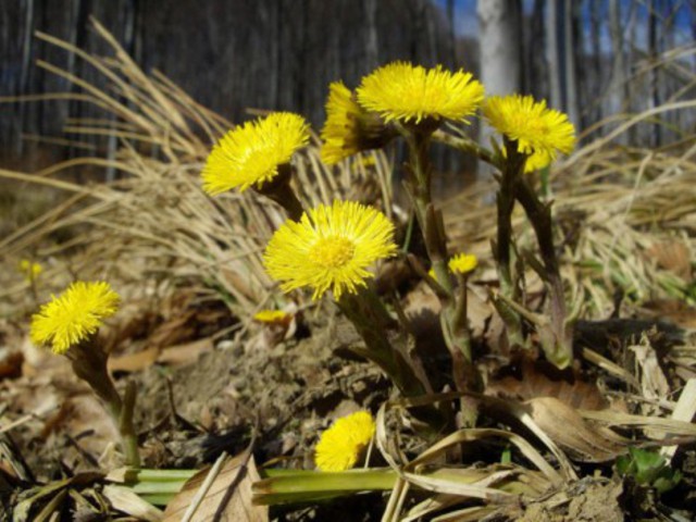 Ehető vadnövények 2. rész - Martilapu (Tussilago farfara) - őszirózsaféle