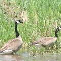 Kanadai lúd (Branta canadensis)