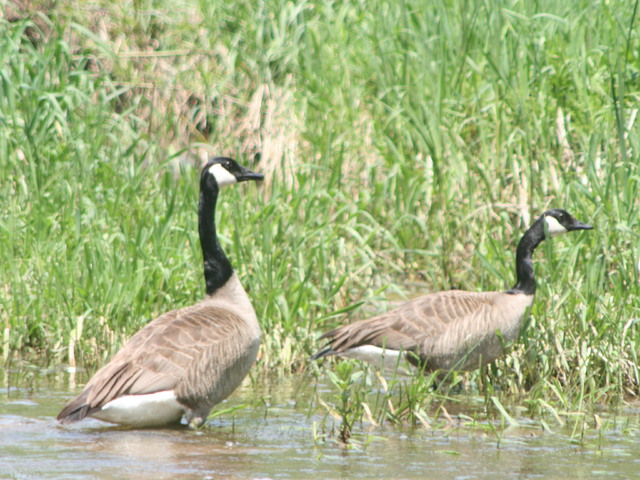 Kanadai lúd (Branta canadensis)