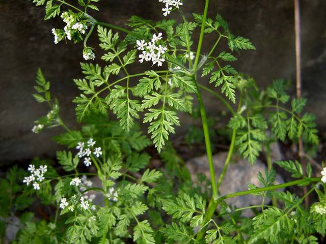 Ehető vadnövények 6. rész - Turbolya (Anthriscus sp.) - zellerféle