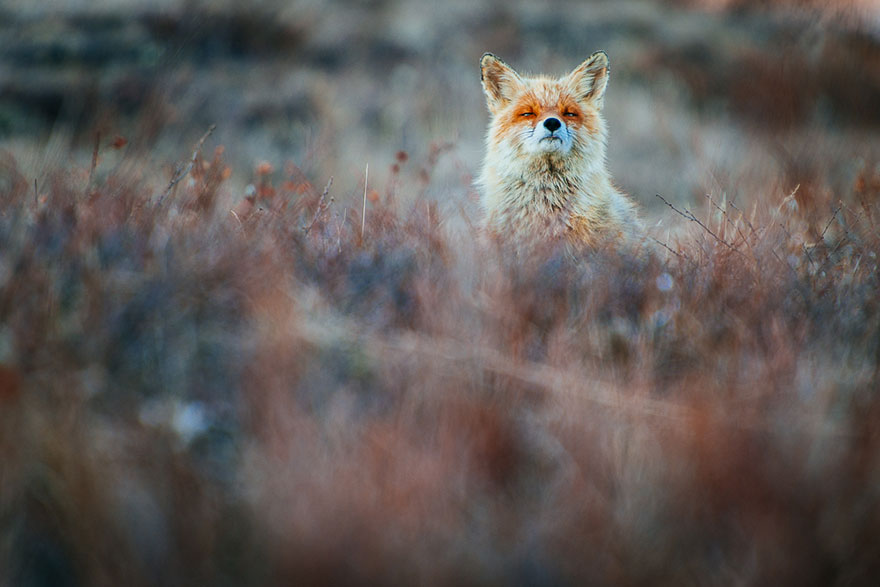 fox-photography-russian-miner-ivan-kislov-chukotka-2.jpg