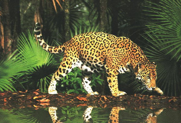 jaguar2.png