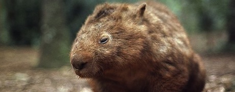 common-wombat_506_600x450.jpg