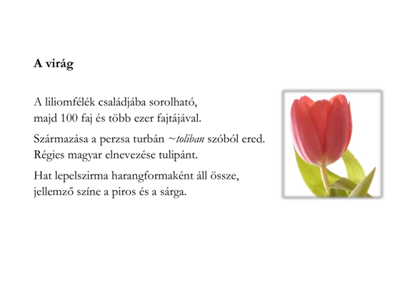 tulipán1.png