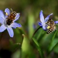 Szereted a méheket és szeretnél egy csodaszép kertet?- Szabó Olivér tippjei!