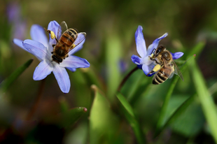 Szereted a méheket és szeretnél egy csodaszép kertet?- Szabó Olivér tippjei!