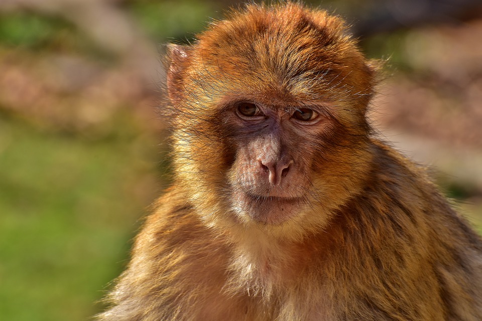 barbary-ape-2215802_960_720.jpg