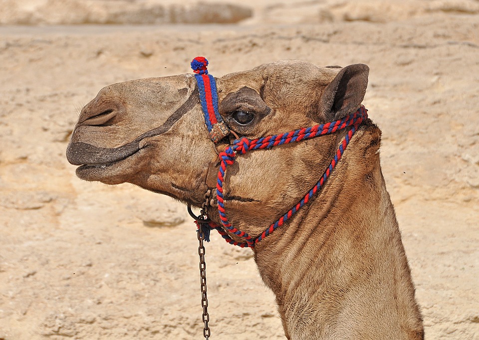 camel-3847176_960_720.jpg