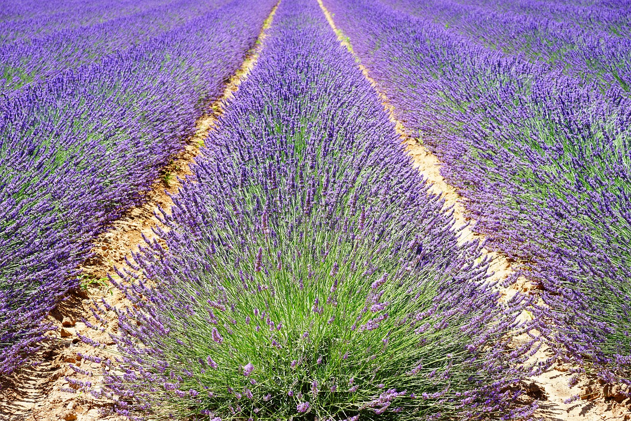 lavender-1595490_1280.jpg