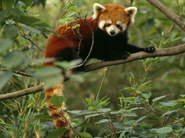 red-panda-firefox-logo.jpg