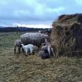 Januári bárányok