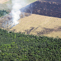 Környezetvédők az erdőirtás mellett