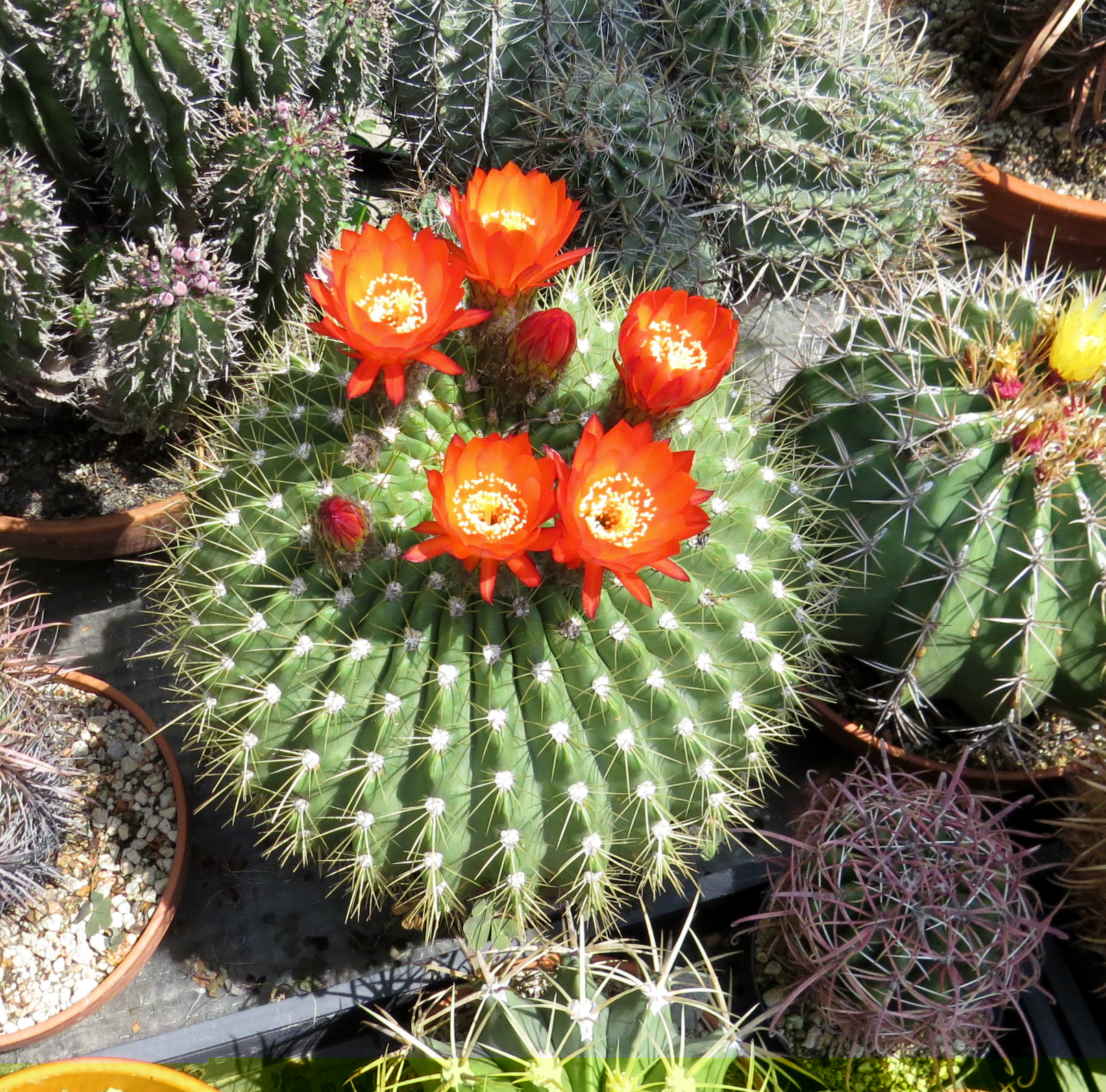echinopsis_bruchii.JPG