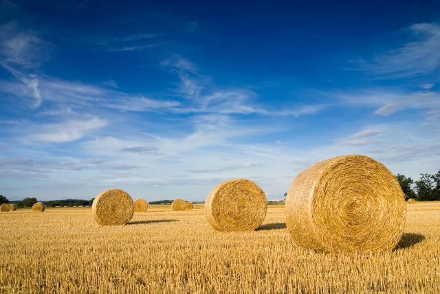 wheatstalkfield-93352961.jpg
