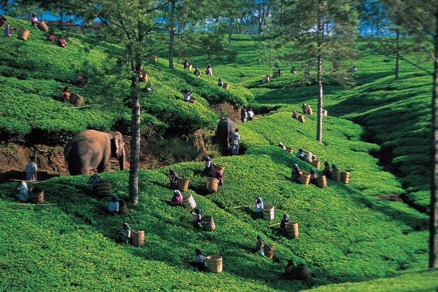 dilmah-3.jpg