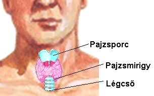 pajzsmirigy7.jpg