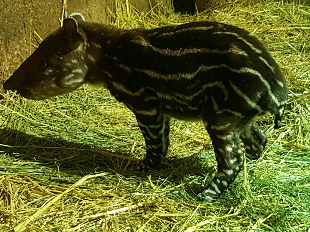 tapir01.jpg