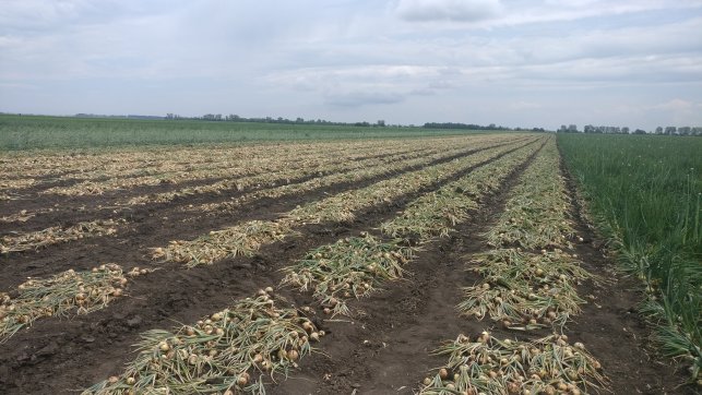 voroshagyma_20190604.jpg