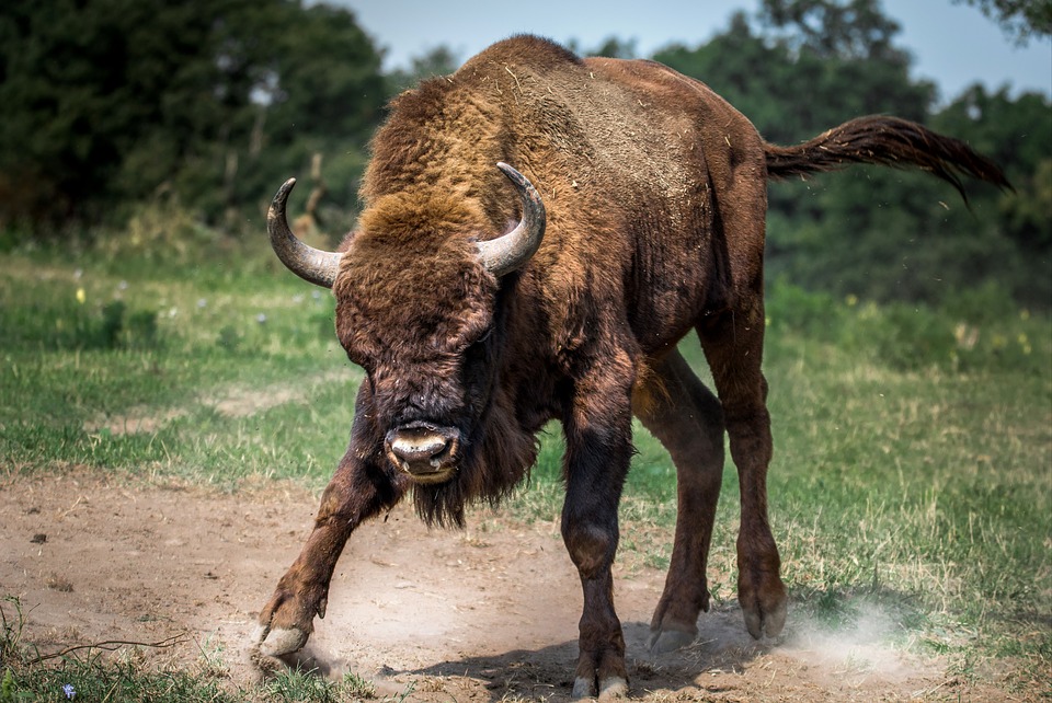 bison-european-2118538_960_720.jpg