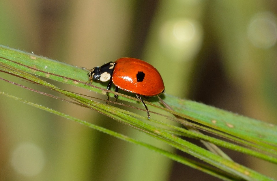 insects-740828_960_720.jpg
