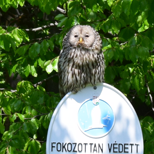 Uráli bagoly a Kékes erdőrezervátumban kihelyezett fokozottan védett táblán (Horváth Ferenc, www.erdorezervatum.hu)