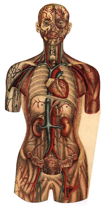 Könyv a női testről és belső szervekről (forrás: Aletta H. Jacobs: De Vrouw Haar bouw en haar inwendige organen