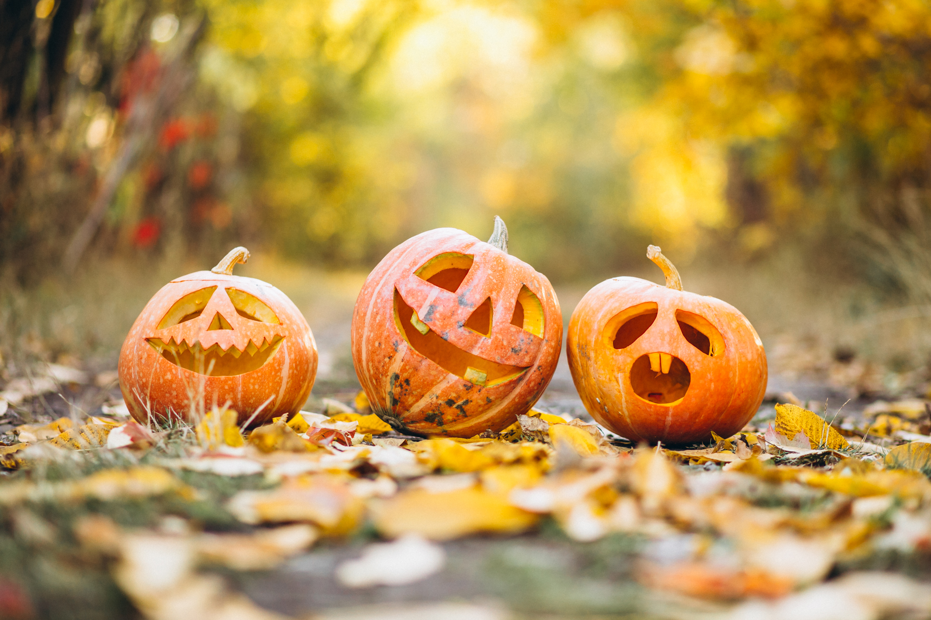 three-cute-halloween-pumpkins-autumn-park.jpg
