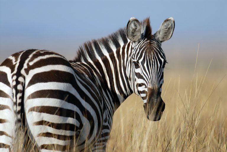 zebra.jpg