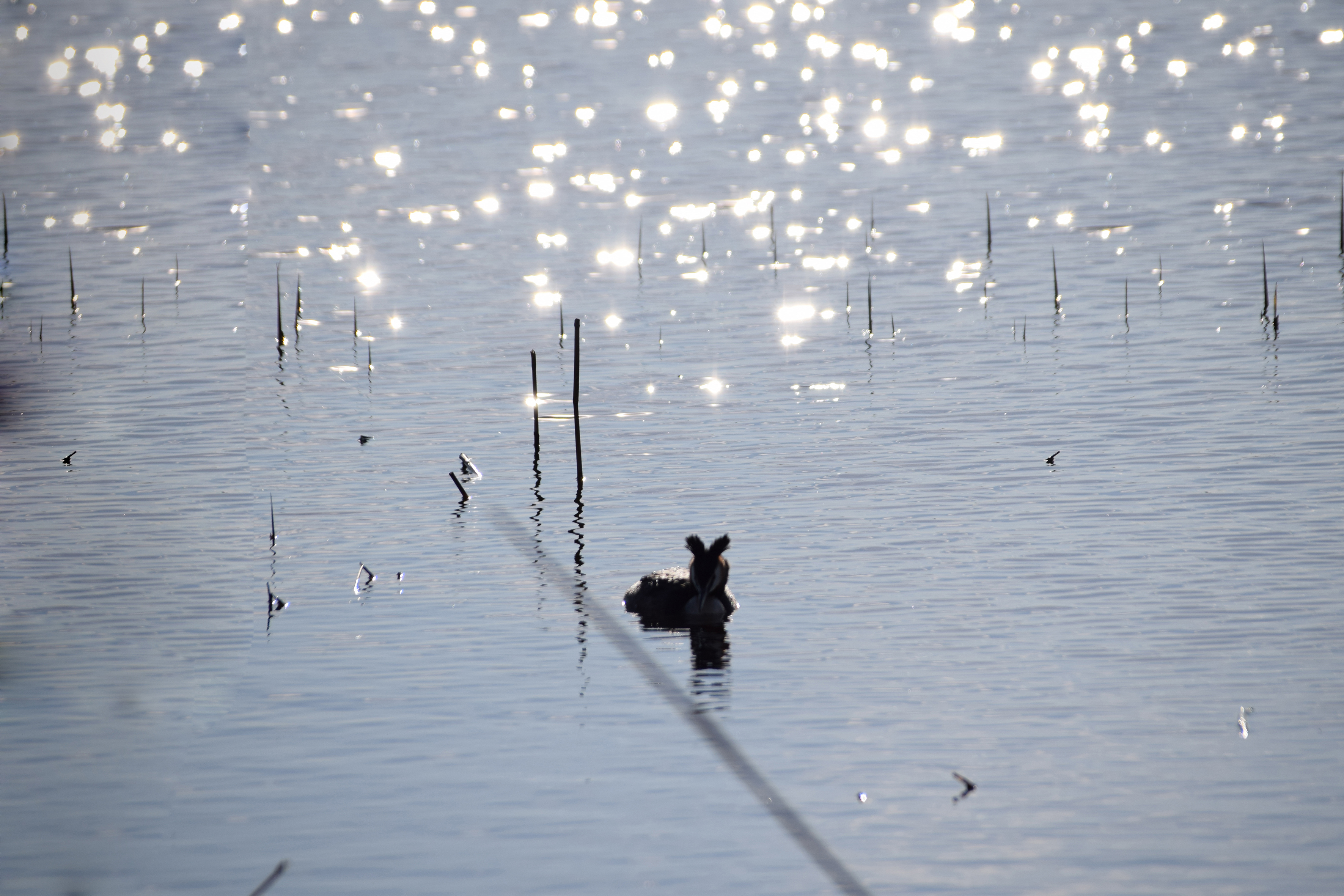 dsc_0793.jpg