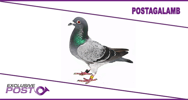 postagalamb.jpg