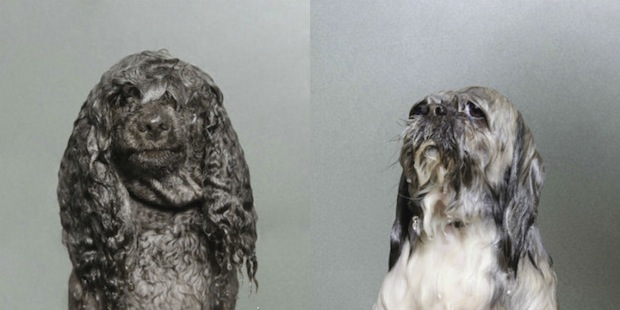 wet-dog3-650x325.jpg