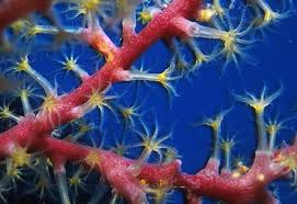 Képtalálat a következőre: „korallpolip”